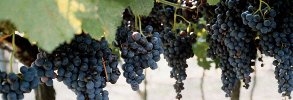 DOMAINE BULLIAT ERIC ET FABIENNE B. de Bellevue Villié Morgon